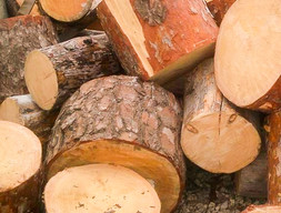 Дрова еловые чурками
